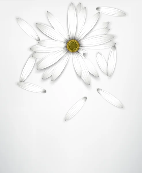 Daisy witte bloem op wit. gissen concept. — Stockvector