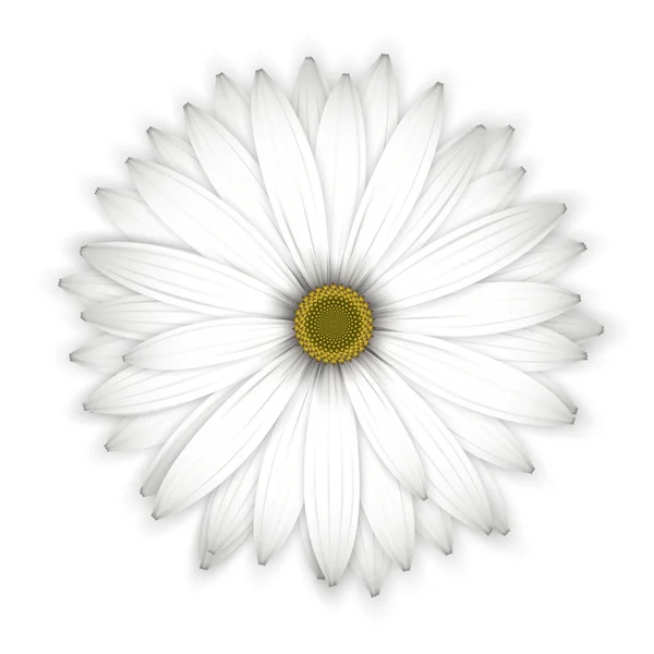 Daisy witte bloem op wit. — Stockvector