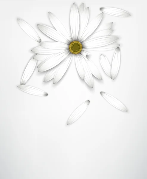 White daisy flower on white. Guessing concept. Vector Graphics