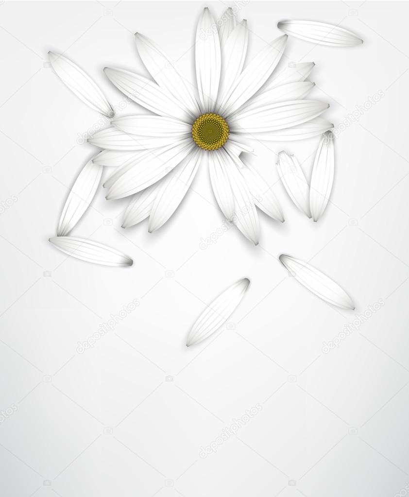 White daisy flower on white. Guessing concept.