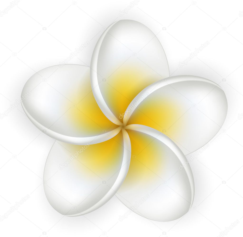 White plumeria (frangipani) flower.