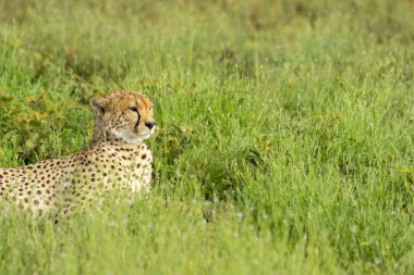 Cheetah ontspannen in de serengeti