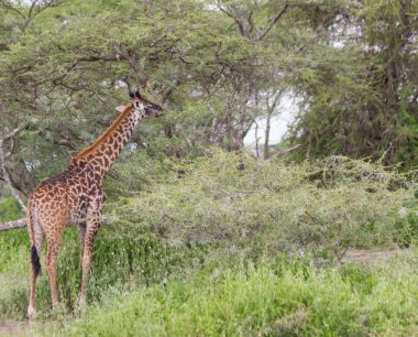 serengeti otlatma masai zürafa