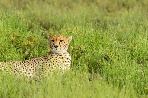 Cheetah in the grasses of the Serengeti — Stock Photo, Image