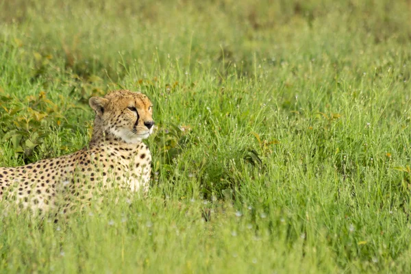 Cheetah relaxing in the Serengeti — Stock Photo, Image