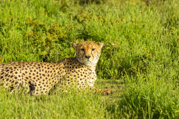 Cheetah on alert — Stock Photo, Image