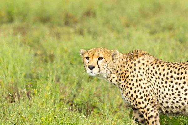 Cheetah — Stock Photo, Image