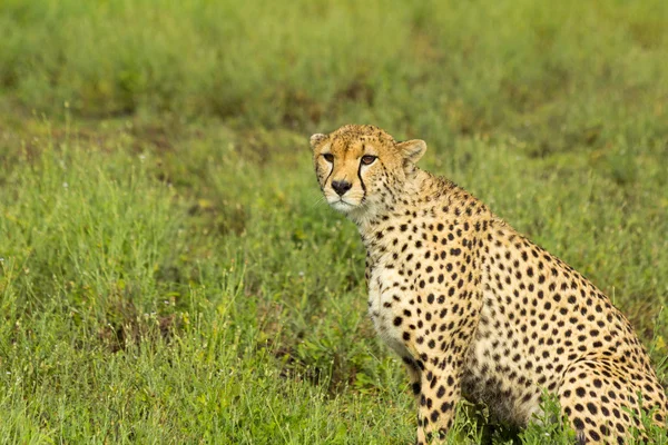 Cheetah in Tanzania — Stock Photo, Image