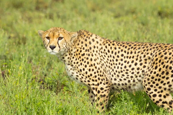 Cheetah se prepara para caçar presas no Serengeti — Fotografia de Stock