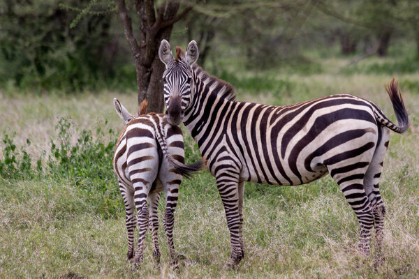 A mother and Baby Zebra Grazing in the Serengeti