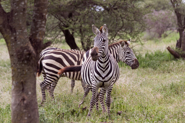 Zebra Grazing in the Serengeti