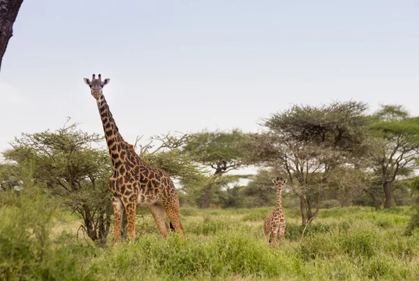 Masai Giraffe — Stock Photo, Image