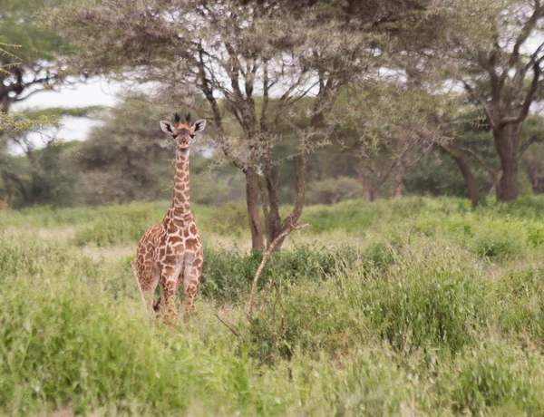 Baby Masai Giraffe — Stock Photo, Image