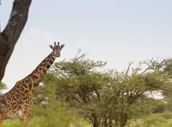 Masai Giraffe — Stock Photo, Image