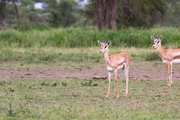 La gacela de Thomson en el Serengeti — Foto de Stock