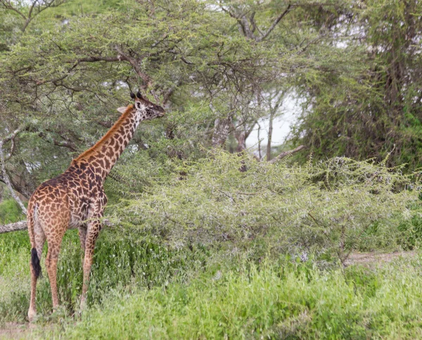 Masai Giraffe Grazing in the Serengeti — Stock Photo, Image