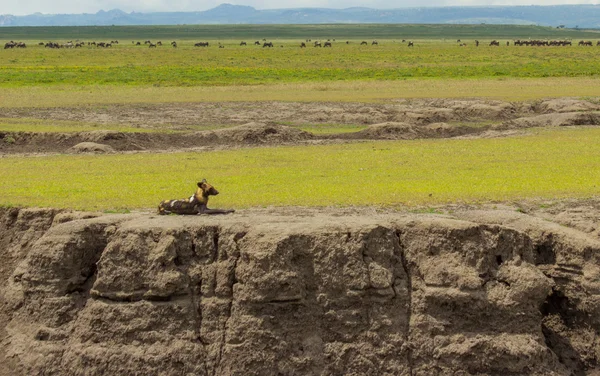 vahşi köpek içinde serengeti dinlenme