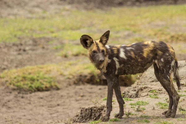 Wilder (Jagd-) Hund — Stockfoto