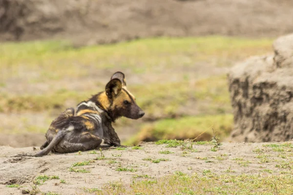 vahşi köpek Tanzanya
