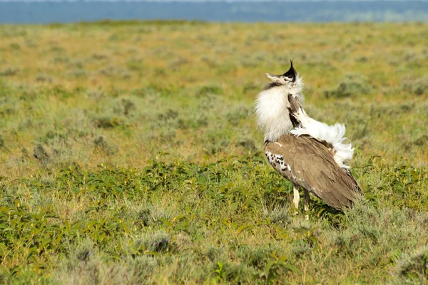 Kori Bustard — Stock Photo, Image