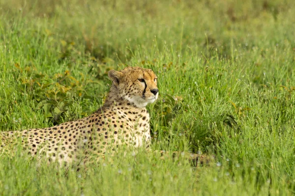 Cheetah çimenlerde rahatlatıcı
