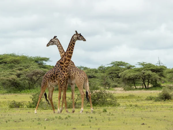 Two Giraffe in the Serengeti — Stock Photo, Image