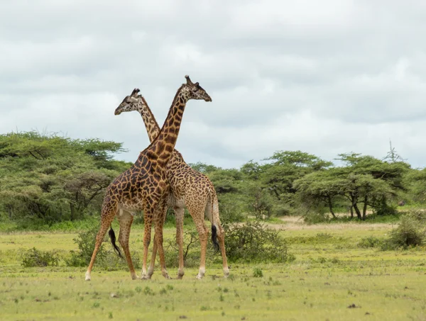 serengeti de iki zürafa