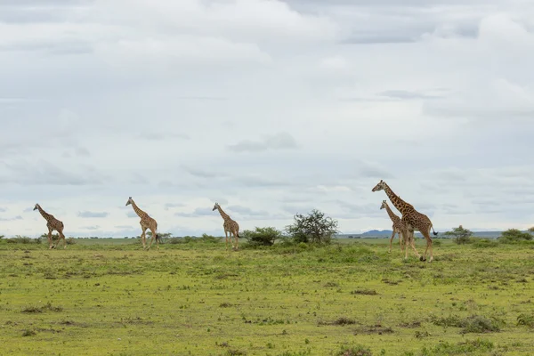 Herd of Giraffe — Stock Photo, Image
