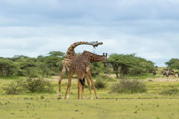 Two Giraffe Fighting — Stock Photo, Image
