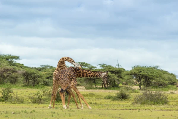 Mücadele zürafa Stok Resim