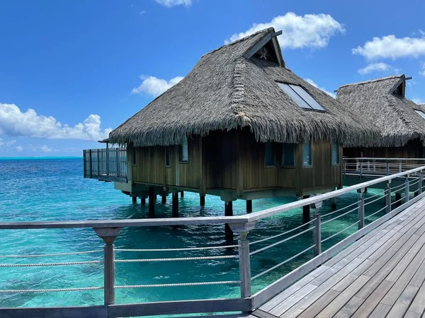 Kayın ağacının üzerindeki palmiye ağaçları su üstündeki bungalovlara bakıyor.