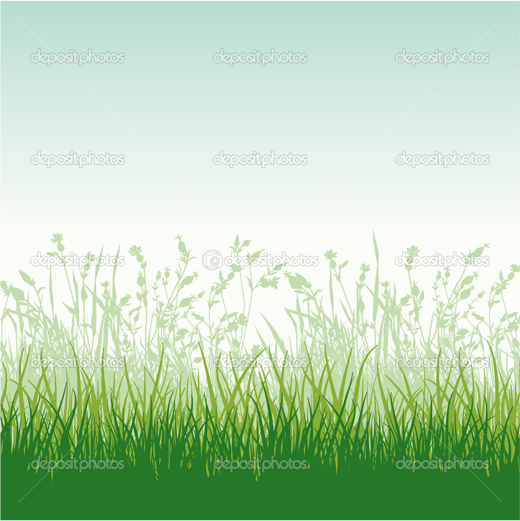 Grassy meadow