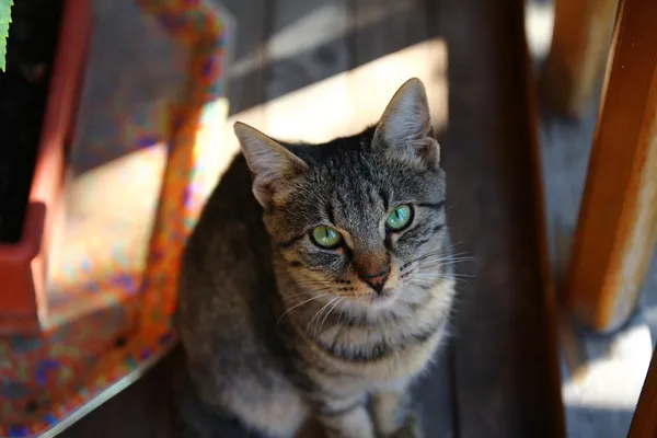 มินิแมว — ภาพถ่ายสต็อก