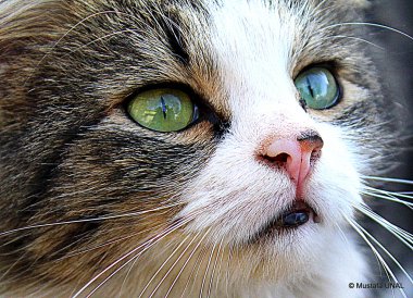Şirin kedi.