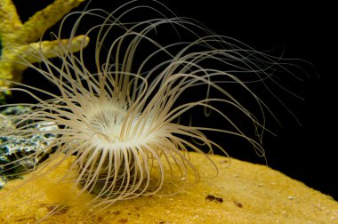 cerianthus solucan