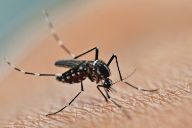 Mosquito sucking