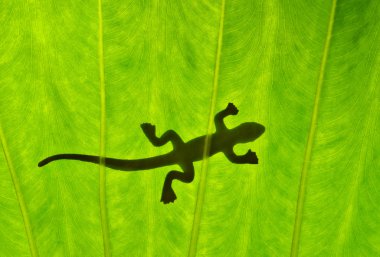 kontrast gecko