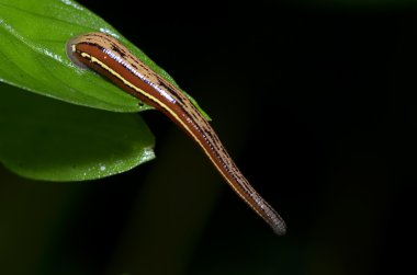 sülük makro