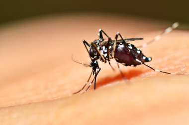Aedes mosquito sucking clipart