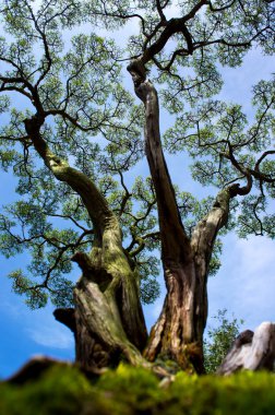Bonsai Ağacı