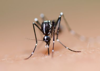 Aedes sivrisinek