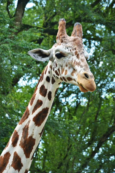 Girafe — Photo