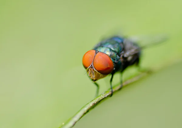 Housefly resting on green leaf — Stock Photo, Image