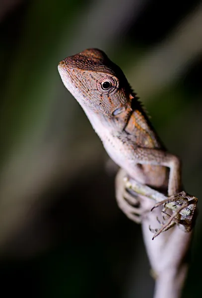 Lagarto de cerca — Foto de Stock