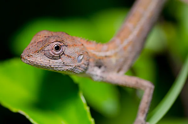 Close up lizard — Stock Photo, Image