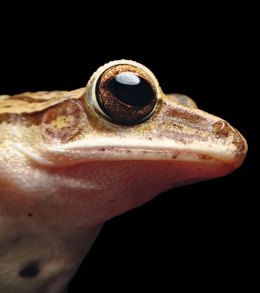 Frog Close Up — Stock Photo, Image
