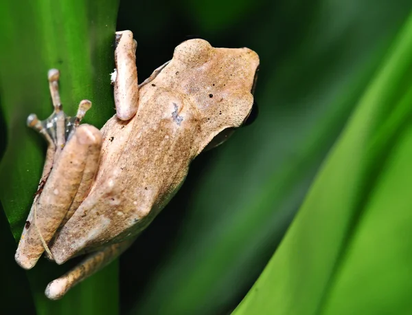 Frog from behind — Stock Photo, Image