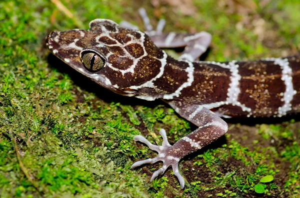 Close up lizard — Stock Photo, Image