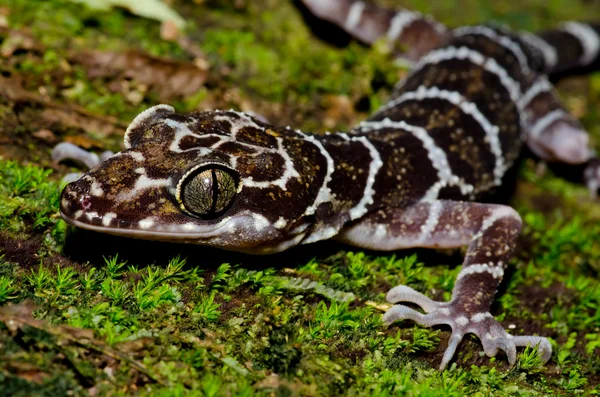 Lagarto — Fotografia de Stock