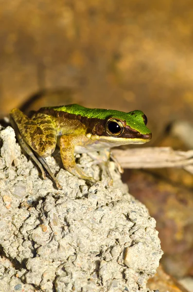 Close up frog on stone — Stock Photo, Image